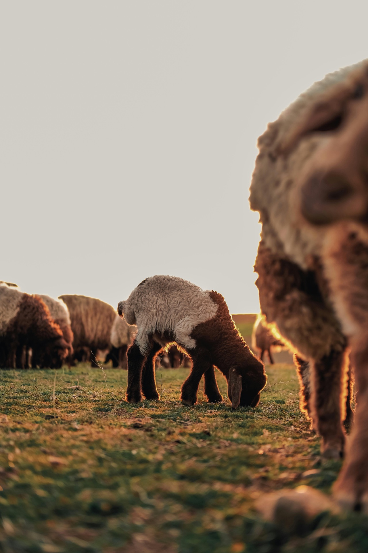 Brebis et pastoralisme en Corse — A Sulana